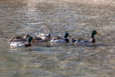 Mallard duck family floating in the blue sea, a group of gray bedpans in a row Stock Photos