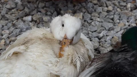 A mallard duck in the farm Stock Footage 238512996
