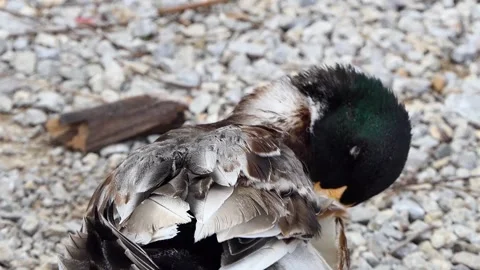 A mallard duck in the farm Stock Footage 238512997