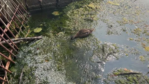 Mallard duck feeding on small dead fish in algae-rich waters of Lagoone Lake Stock Footage 323132280