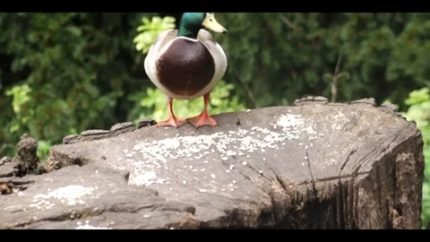 Mallard Duck feeding on a tree stump in Clumber Park Stock Footage 284761474