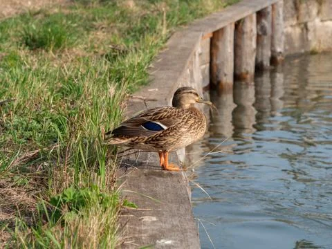 Mallard duck female on water Stock Photos