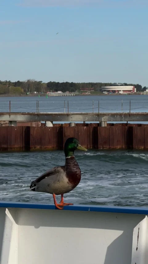 Mallard Duck on Ferry Railing by Harbor Water Stock Footage 336560043