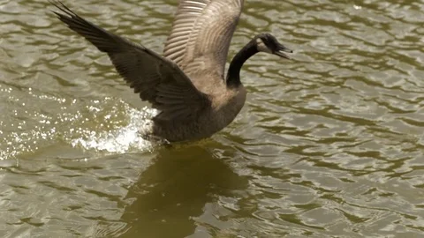 Mallard duck flapping its wings over the shallow river Stock Footage 81229438