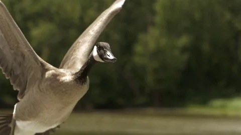 Mallard duck flapping its wings in slow motion Stock Footage 81229465