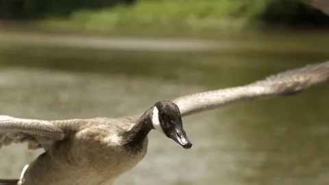 Mallard duck flapping its wings in slow motion while flying over the river 스톡 동영상 81230100