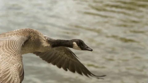Mallard duck flapping its wings in slow motion while flying over the river Stock Footage 81230181