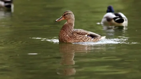 Mallard duck flapping wings Stock Footage 80945438