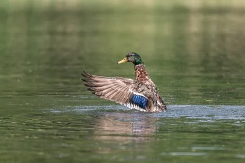 Mallard Duck flapping wings to take flight, mallard male (Anas platyrhynchos) Stock Photos