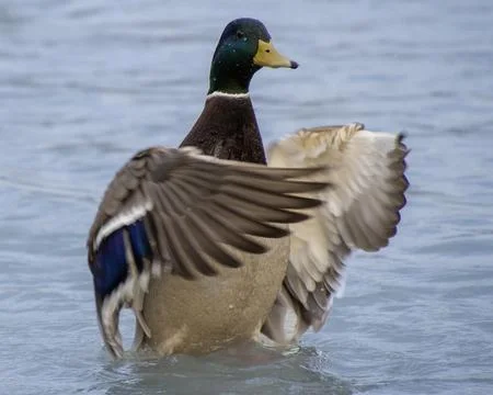 Mallard duck flapping wings while standing in calm water during early morni.. Foto stock