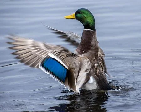 Mallard duck flapping wings while swimming in calm water during a sunny aft.. Stock Photos