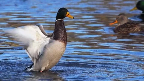 Mallard duck flaps its wings in the water in slow motion Stock Footage 320078131