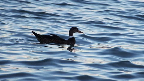 Mallard Duck Floating Calmly, Side Profile View, Lake Surface Stock Footage 338366475