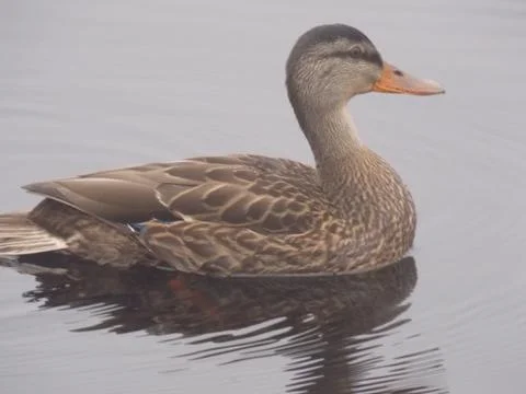 Mallard Duck floating Foto stock