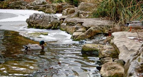 Mallard Duck Floating Foto stock