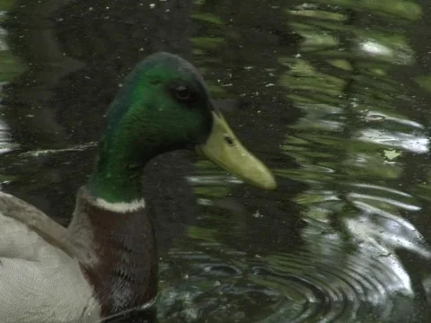 Mallard Duck Floats 2 Vídeo Stock 356532