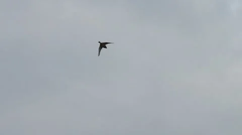 Mallard Duck Flying Видео 8983972