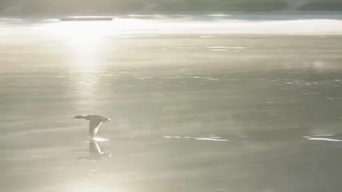 Mallard Duck Flying Low Over Water Touching Surface - 4K Slow Motion Vídeos de archivo 335250658