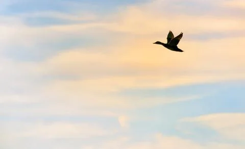 Mallard Duck Flying Free Stock Photos