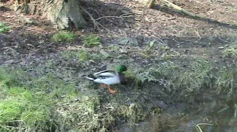 Mallard duck Video stock 349242