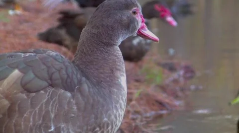 Mallard Duck Stock Footage 583314