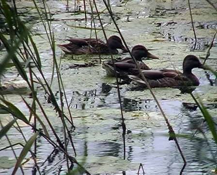 Mallard duck. 스톡 동영상 1101619