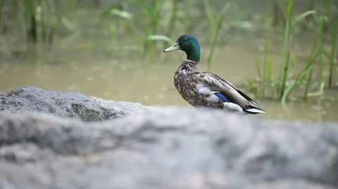 Mallard Duck Stock Footage