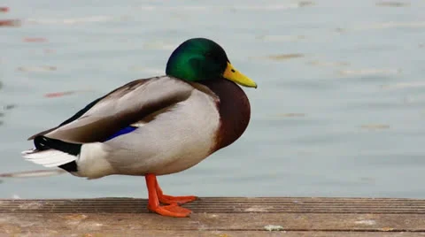 Mallard duck Stock-Footage 23590159