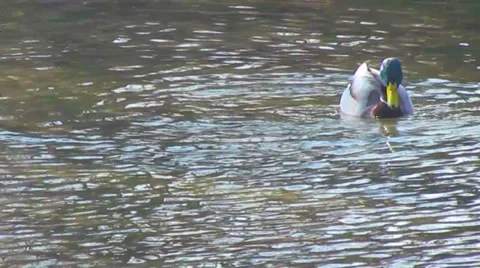 Mallard duck Stock Footage 27881216