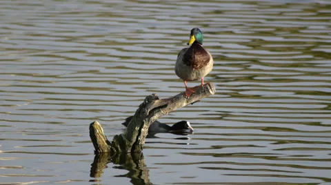 Mallard duck Stock Footage 35108422