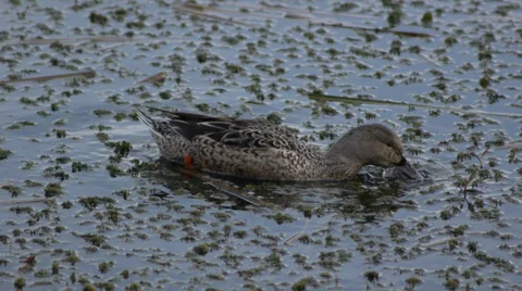 Mallard duck Stock Footage 35108536