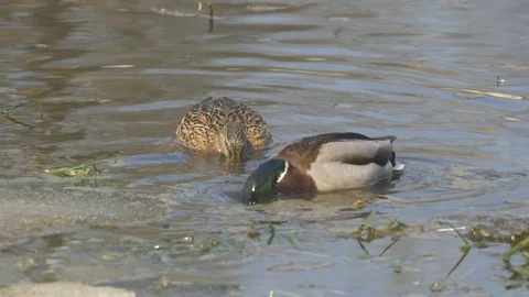 Mallard duck Stock Footage 74762173