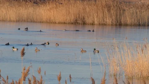 Mallard Duck Stock Footage 104459695