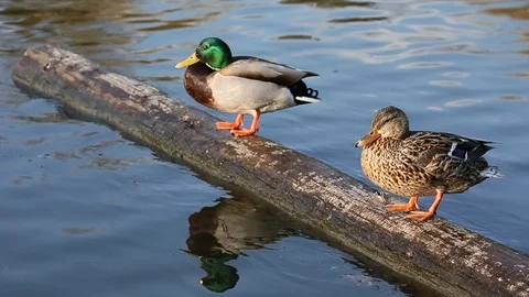 Mallard duck Stock Footage 105207603