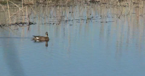 Mallard Duck Stock Footage 116025085