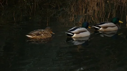 Mallard duck Video stock 123606462