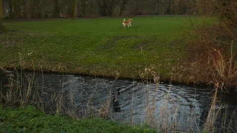 Mallard duck Video stock 123606559