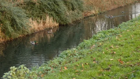 Mallard duck Video stock 123606734