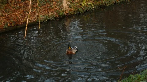 Mallard duck Video stock 123606924