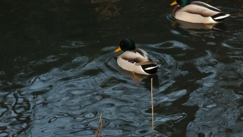 Mallard duck Video stock 123606980