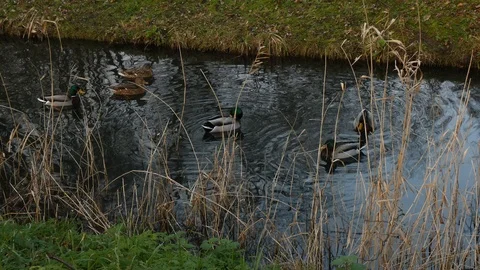 Mallard duck Video stock 123606981