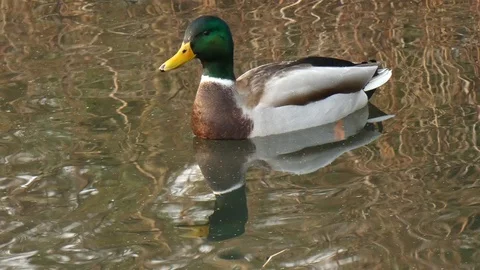 Mallard duck Video stock 123607195