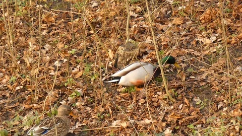 Mallard duck Video stock 123607406