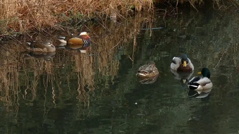 Mallard duck Video stock 123721401