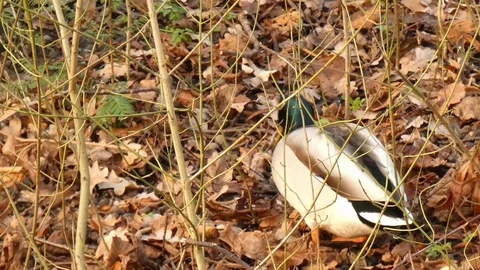 Mallard duck Video stock 123728079