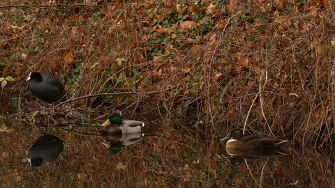 Mallard duck Video stock 123870526