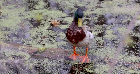 Mallard duck Video stock 194385351