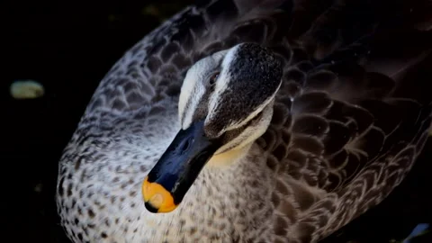 Mallard Duck Stock Footage 234248580