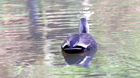 Mallard Duck Stock Footage 235785747
