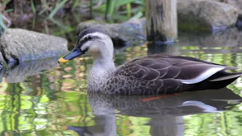 Mallard Duck Stock Footage 235785749